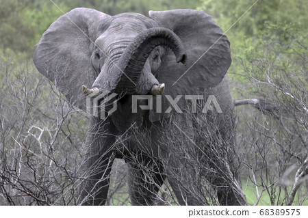 Aggressive elephant with raised trunk looks at the camera Aggressive elephant with raised trunk looks at the camera 68389575
