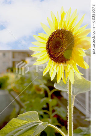 Sunflower and blue sky beside the road Sunflower and blue sky beside the road 68389578