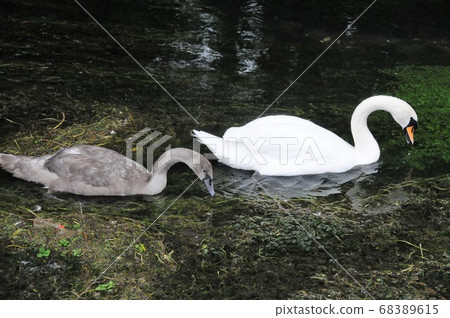 Swan parent and child on the Coln River, Bibury, Cotswolds, England 68389615