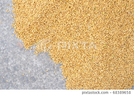 Rice raw material, raw rice, lifestyle, exposure, natural raw rice ingredient 68389658