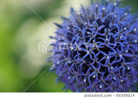 Allium Allium 68389814