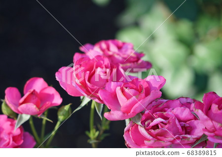 Pink roses 68389815