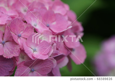 hydrangea   68389816