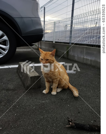 A dignified but unexpectedly friendly cat 68389828