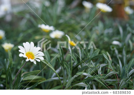 White flower White flower 68389830