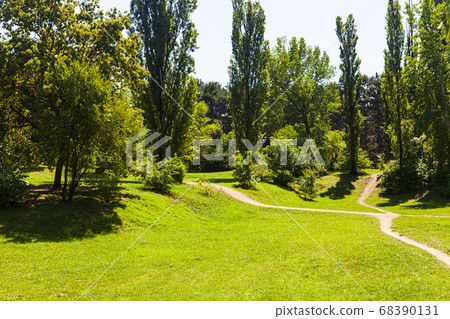 Green trees in the park. Summer landscape. 68390131