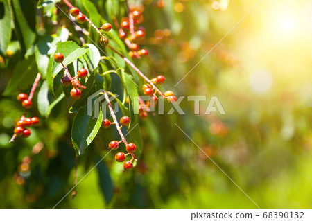 Small red black cherries 68390132