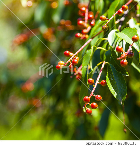 Small red black cherries 68390133