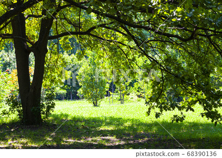 Green trees in the park. Summer landscape. 68390136