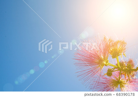 Pink flowers in sunlight against the sky Pink flowers in sunlight against the sky 68390178