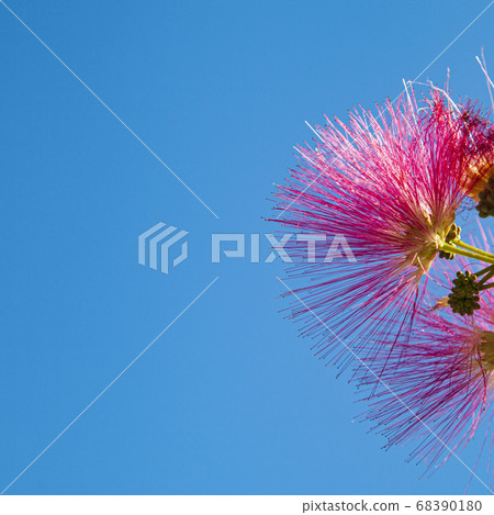 Acacia in the park. 68390180