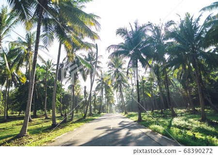 Road and coconut trees, the island entrance-travel 68390272