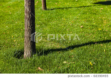 Tree on the lawn close-up. Summer city park. 68390493