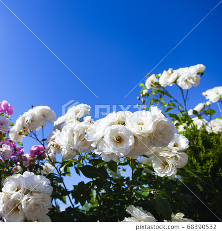 Pink and white roses against a sky background 68390532