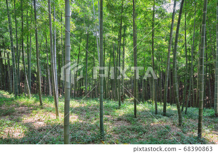 竹林 竹林 68390863