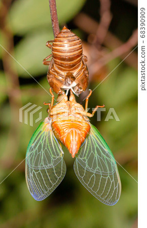 cicada larvae