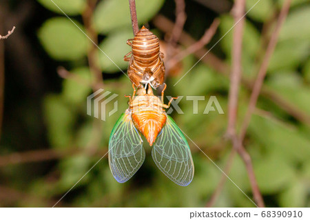 cicada larvae