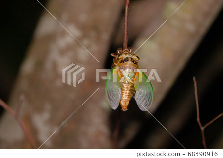 孵化並試圖伸展翅膀的蟬幼蟲的孵化 孵化並試圖伸展翅膀的蟬幼蟲的孵化 68390916