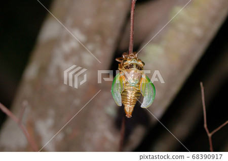 孵化並試圖伸展翅膀的蟬幼蟲的孵化 孵化並試圖伸展翅膀的蟬幼蟲的孵化 68390917