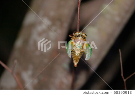 Incubation of cicada larvae of cicada that hatch and try to stretch their wings 68390918