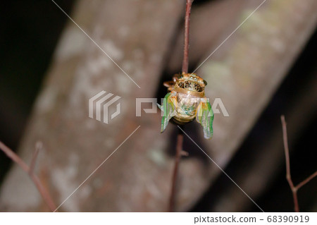 Incubation of cicada larvae of cicada that hatch and try to stretch their wings 68390919