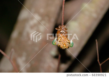 Incubation of cicada larvae of cicada that hatch and try to stretch their wings Incubation of cicada larvae of cicada that hatch and try to stretch their wings 68390921