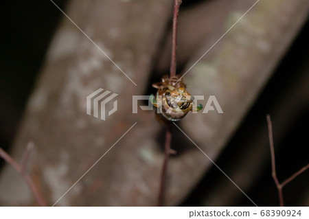 Incubation of cicada larvae of cicada that hatch and try to stretch their wings 68390924