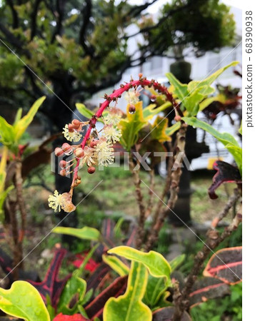 巴豆稀有的花和沖繩的夏天 巴豆稀有的花和沖繩的夏天 68390938