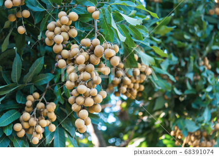 Tropical fruits young longan in Lamphun Tropical fruits young longan in Lamphun 68391074