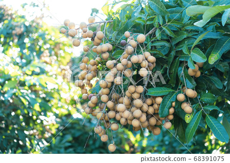 Tropical fruits young longan in Lamphun 68391075