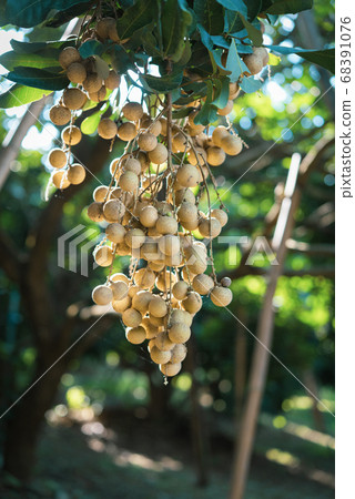Tropical fruits young longan in Lamphun Tropical fruits young longan in Lamphun 68391076