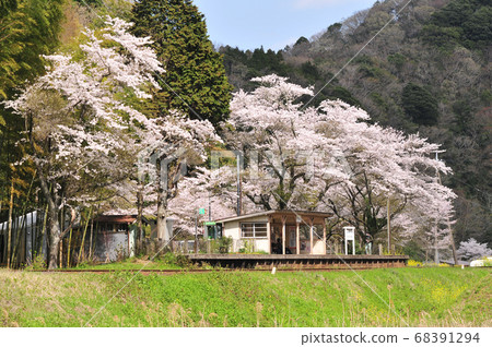 Cherry blossoms and rape blossoms on the Kominato Railway Cherry blossoms and rape blossoms on the Kominato Railway 68391294