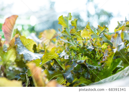organic green oak leaf lettuce and red oak lettuce organic green oak leaf lettuce and red oak lettuce 68391341