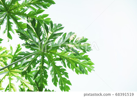 Papaya leaves on isoleted white background Papaya leaves on isoleted white background 68391519