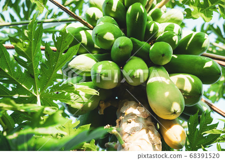 fresh papaya tree with bunch of fruits fresh papaya tree with bunch of fruits 68391520