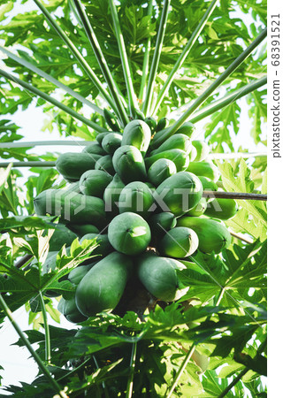 fresh papaya tree with bunch of fruits fresh papaya tree with bunch of fruits 68391521