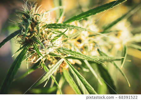 Blooming Marijuana plant. Marijuana plant at 68391522