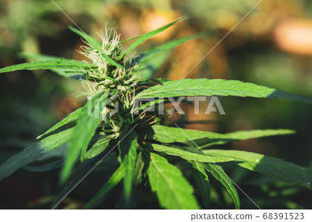 Blooming Marijuana plant. Marijuana plant at Blooming Marijuana plant. Marijuana plant at 68391523