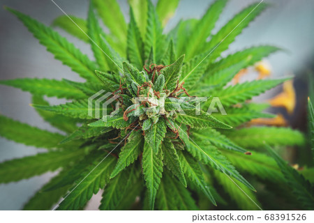 Blooming Marijuana plant. Marijuana plant at 68391526