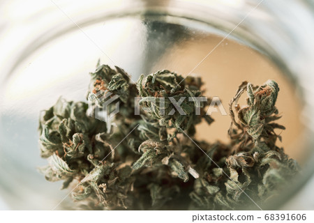 Close Up Marijuana Buds Drying Close Up Marijuana Buds Drying 68391606