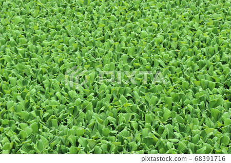 Green common water hyacinth 68391716
