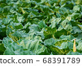 Fresh cabbage from farm field. 68391789