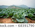 Cabbage vegetable farm on the top of Mountain  68391790