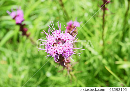 Liatris蘭香 68392193