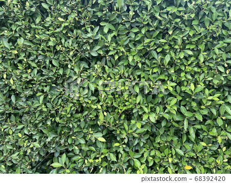 Green leaves pattern background. nature abstract 68392420
