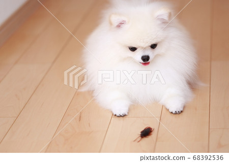 我的狗波美拉尼亞人對蟑螂感興趣 我的狗波美拉尼亞人對蟑螂感興趣 68392536