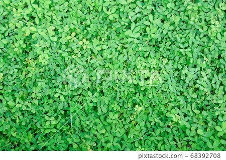 Amarillo peanut, Pinto peanut, ground cover plants 68392708