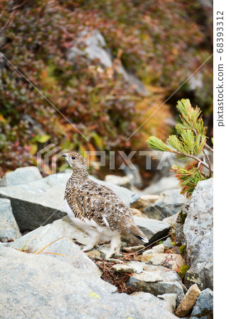 一隻新飼養的雄性雷鳥的側面輪廓，其迷人的毛茸茸的雙腿在北阿爾卑斯山Yarigatake的Himatsu森林小道上散步 68393312