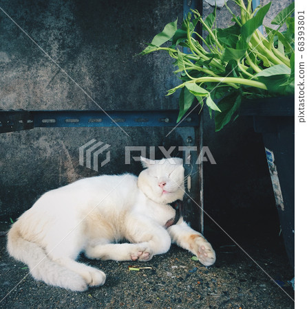 Lazy cat lay down on ground relax time.Cute little white kitten sleeps on fur white blanket.Close-up portrait of a white kitten with big yellow eyes with cat neck strap.Pets and lifestyle concept. Lazy cat lay down on ground relax time.Cute little white kitten sleeps on fur white blanket.Close-up portrait of a white kitten with big yellow eyes with cat neck strap.Pets and lifestyle concept. 68393801