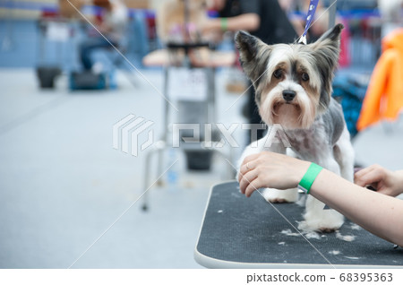 Grooming Yorkshire Terrier Dog Show, space for Grooming Yorkshire Terrier Dog Show, space for 68395363